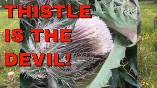 👿HOW TO KILL THISTLE WEEDS 🌿  MY WORST NIGHTMARE! 👎 🤬