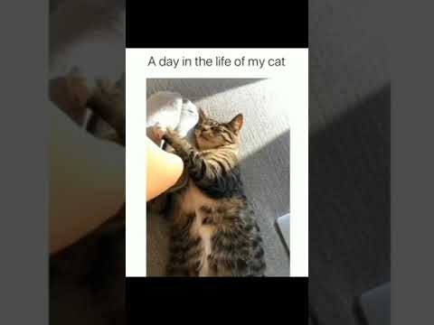 #cat Just standard cat behaviour#pet #cat #cutecat #catlife
