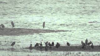 preview picture of video 'Grands cormorans, grands pêcheurs, hérons cendrés'
