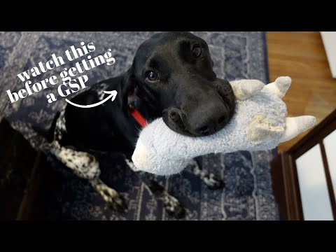 Things to Consider Before Getting a German Shorthaired Pointer