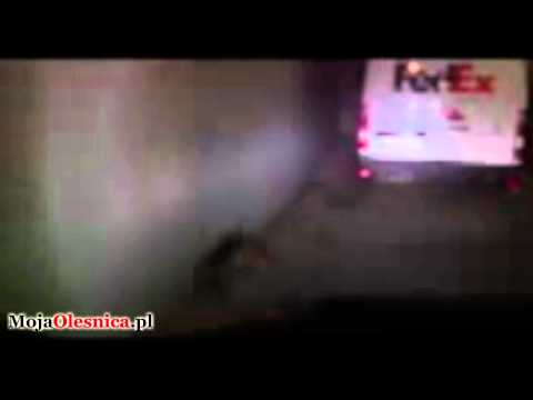 Oleśnica - lis w centrum miasta?