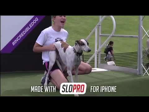 Sounders sets a new record in the diving dog challenge