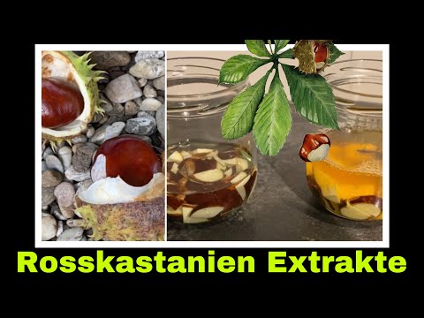 Rosskastanientinktur herstellen | Mazerat aus Kastanien | Tinktur ansetzen | Rosskastanie