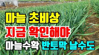 마늘밭 초비상 꼼꼼히 확인하지 않으면 수확량 반토막나요
