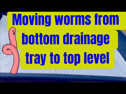 Moving worms from bottom drainage tray to top level