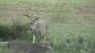 Big 8 Point Buck