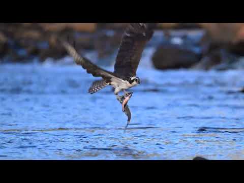 Osprey Catches Fish | Audubon Photography Awards 2024 Top Video | Steven Chu