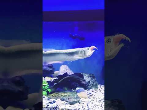 big silver arowana fish #fish #aquariumfish
