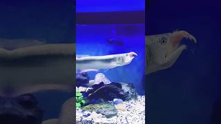 Download lagu big silver arowana fish #fish #aquariumfish mp3 Download lagu big silver arowana fish #fish #aquariumfish mp3