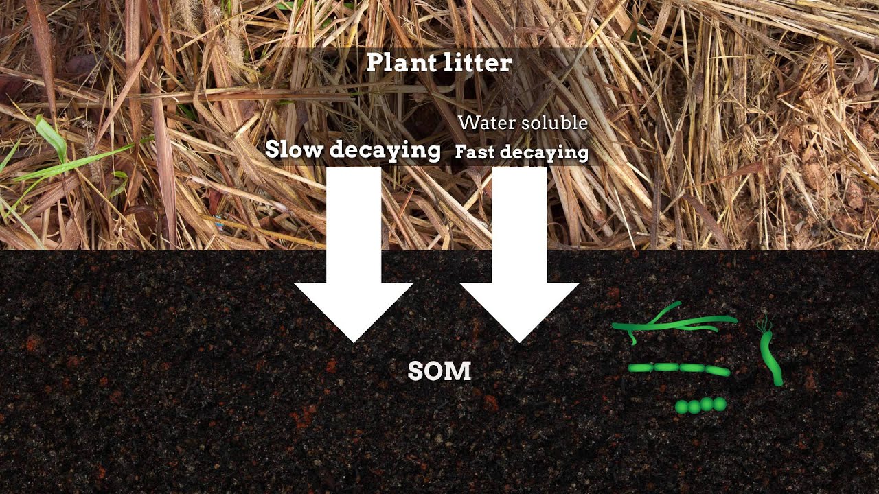 Soil Organic Carbon. Decomposition of Leaf Litter. Organic matter. «Soil stabilization methods and materials». Fast decay