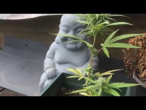 Geckohunter feat Onkel Schoko - Puff Puff Pass Kiffersong