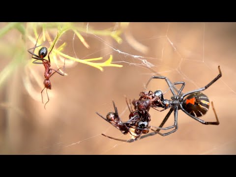 Ant ATTACKS Black Widow to Avenge its Colony