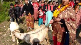 preview picture of video 'IFAD Nepal - Women groups - Leasehold forestry - Goats - nov2011'