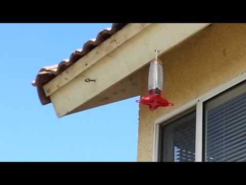 Aggressive Hummingbirds on feeders