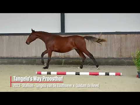 Tangelo's Way Proosthof