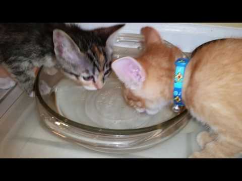 Three Tiny Kittens Drinking Water Out of Big Dog's Water Bowl - 7 Weeks Old