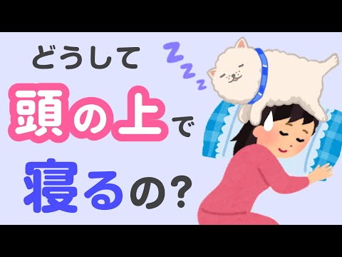 私が寝ている間、犬が私を見つめるのはなぜですか?