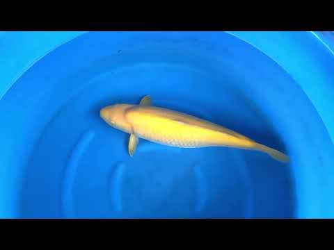 Nbr 1 JKS AC: 3Y Female Kigoi 63 cm