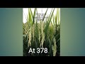 At 378