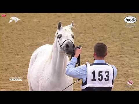 N 153 KHEALA AL NASSER   6th Qatar Nat  Arabian Peninsula HS for individual Owners   Mares 7 10 Year