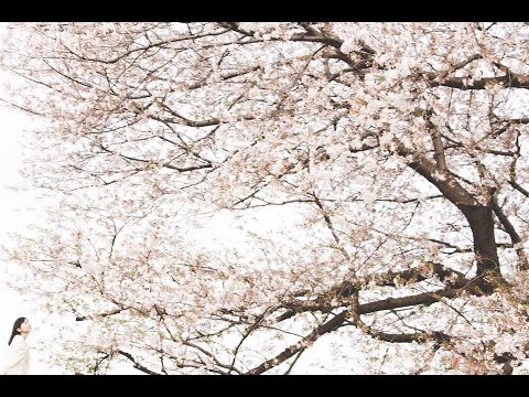 CURTAIN CALL - haruka nakamura 【official PV】