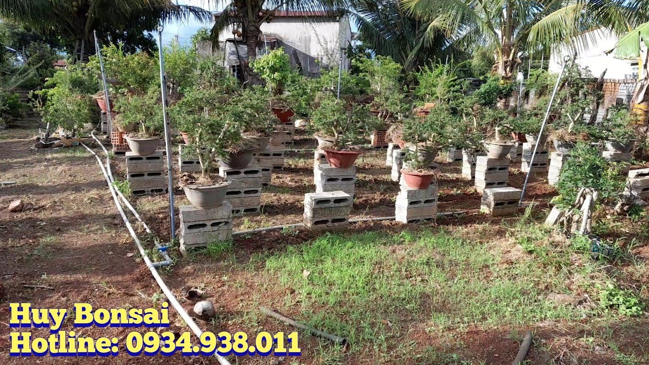 ♧Huy Bonsai♧ (sdt:0934.938.011) Cây thành phẩm bán giá phôi