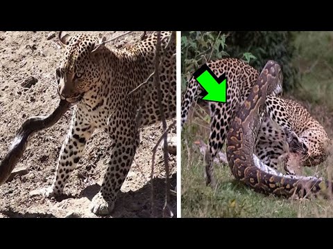 LEOPARD VS PYTHON / THE LAW OF THE STRONGEST / EPIC WILD ANIMAL BATTLES