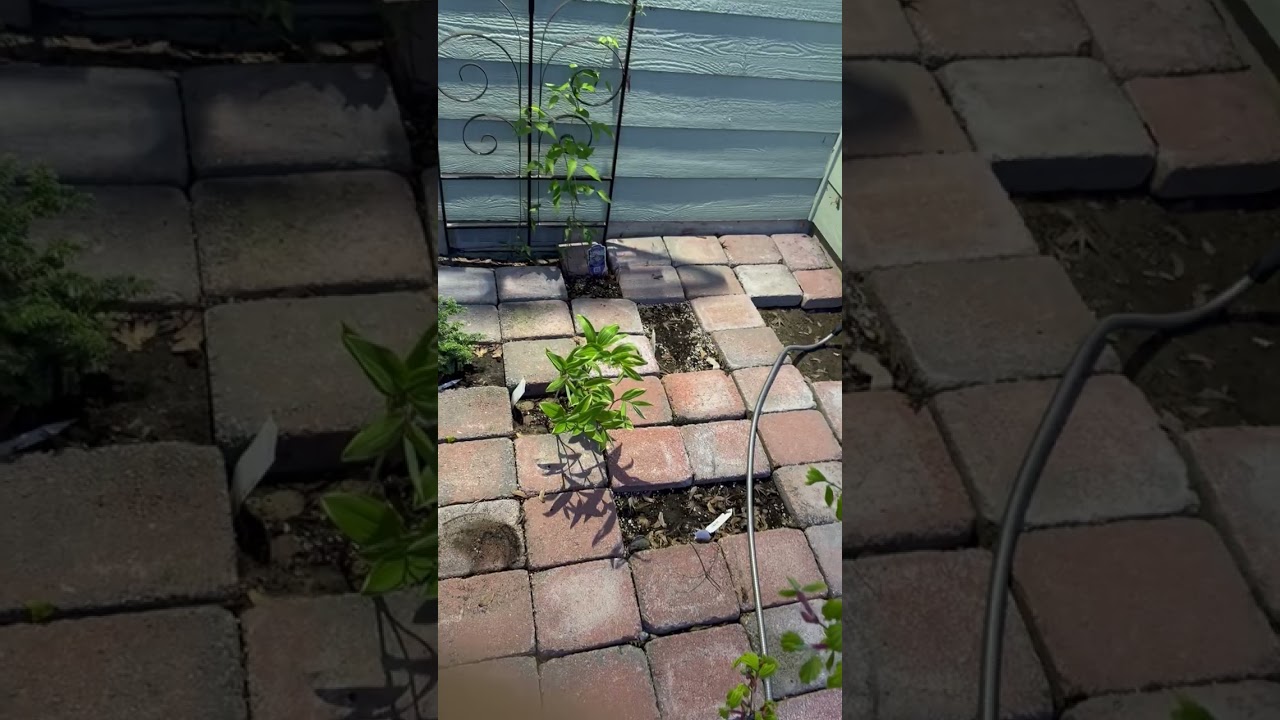 Pt. 3: Solomon's Prayer to God for Wisdom; ask Solomon's help praying for God's answer on criticism