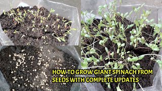 HOW TO GROW GIANT SPINACH FROM SEEDS WITH FULL UPDATES