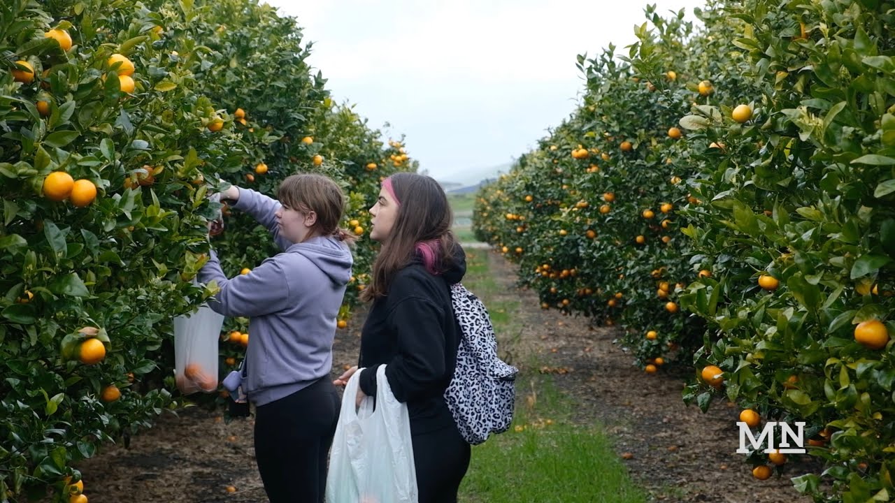 Cal Poly Farms Hosts U-Pick Orange Picking