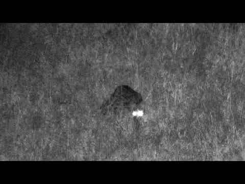 Djuma: Genet hunting - 06/05/18