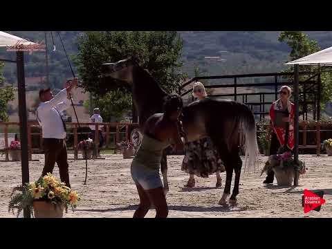 Aljassimya Farm Amateur Challenge - Halter Class Experienced - Stallions (Class 20D)