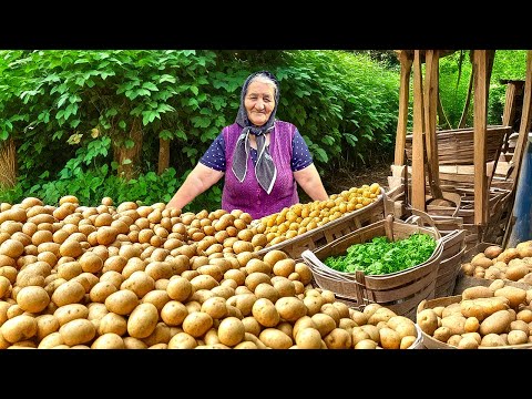 Harvesting Lots of Organic Potatoes and Cooking A Traditional Azerbaijani Dish!