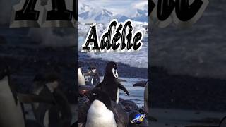 🐧Adélie Penguins (Antarctica) 🐧 #Shorts