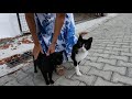 Old Tuxedo Cat With The Pink Nose And The Black Cat Never Leave Each Other