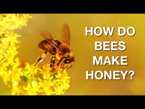 How Do Bees Make Honey?