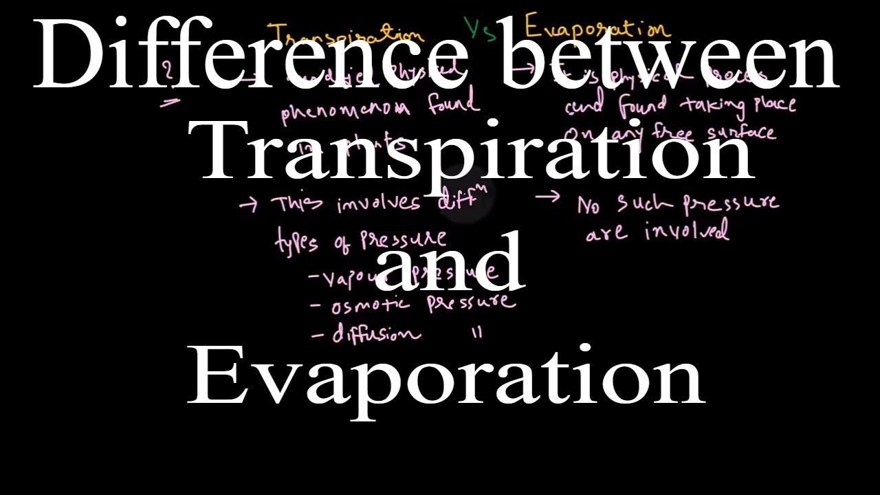 Whats the difference between evaporation and transpiration? EN General