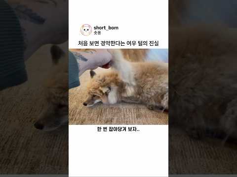 처음 보면 경악한다는 여우 털의 진실