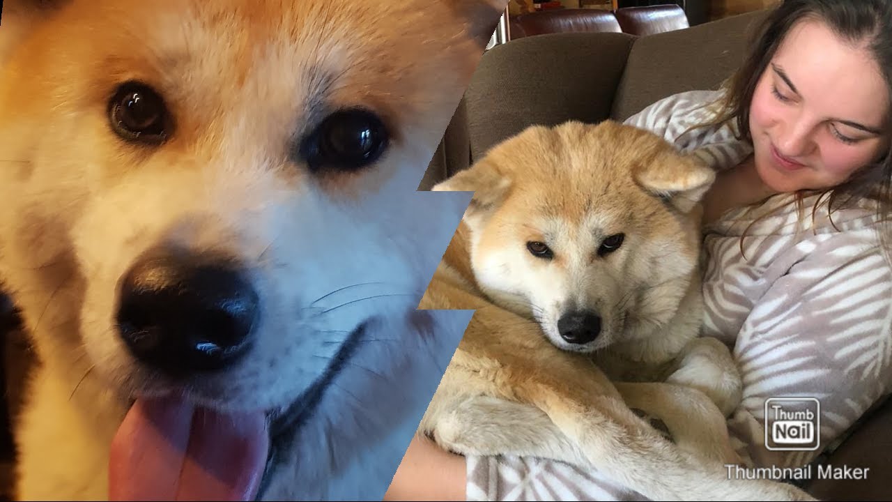 YouTube video preview