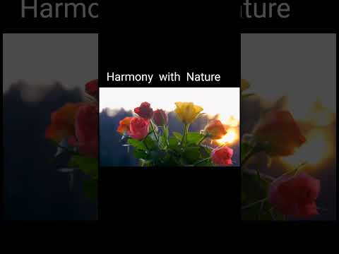 フロリバンダ「レオナ」 植物