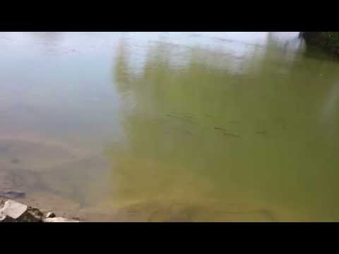 Maros folyó Makónál 2014. április 08.