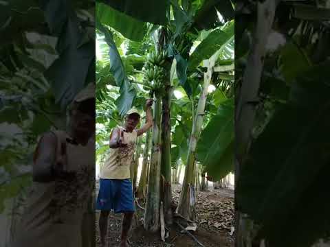 #vidanaroça -     🌾 Colheita de Banana Maçã: Só Cacho Bonito!