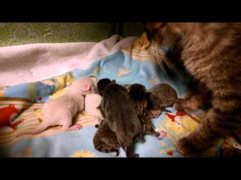 VID 20160307 234105938