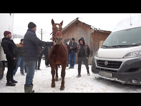Calatorie prin Romania cu Pancica de la Sarmasu, Mures - 2021