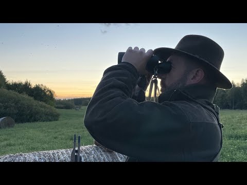 Hirschbrunft in Masuren