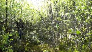 preview picture of video 'WWOOF rangers lost in the Swedish woods'
