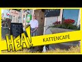 Kattencafé | HEA