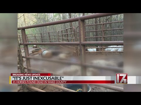 Deputies have 'person of interest' after 21 horses found dead in Wake County