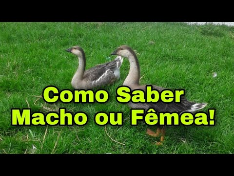 , title : 'Como saber se o GANSO é Macho ou Fêmea | Aprenda Fácil'