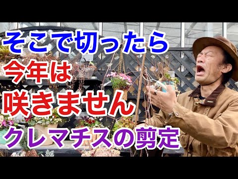 大きな花を咲かせるクレマチス